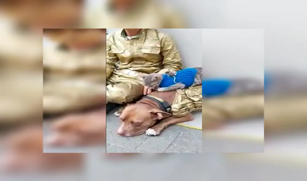 En Facebook, un joven sorprendió a los transeúntes al unir a los animales como grandes amigos en plena calle. En Facebook, un joven sorprendió a los transeúntes al unir a los animales como grandes amigos en plena calle.