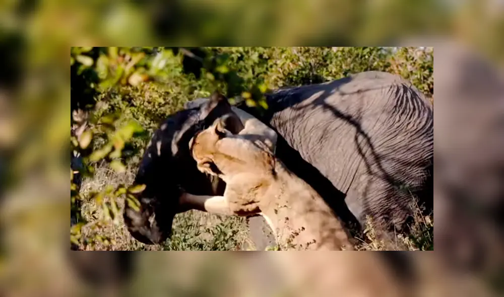 Un video muestra la impactante pelea entre un elefante y una leona por su supervivencia. Un video muestra la impactante pelea entre un elefante y una leona por su supervivencia.