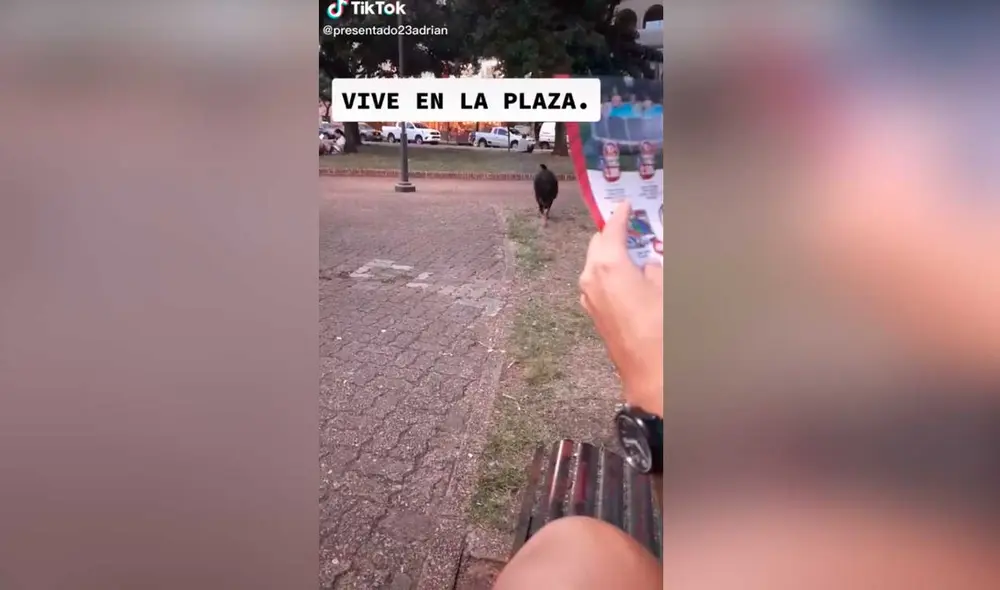 Desliza las imágenes para ver la peculiar escena que protagonizó este can callejero. Foto: captura de TikTok/presentado23adrian