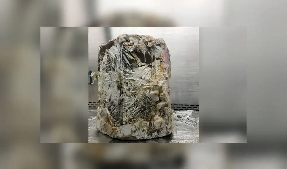 La NASA evalúa construir casas en base a hongos para que los astronautas puedan vivir en otros planetas. Foto: NASA