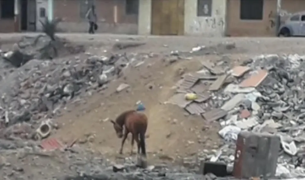 Maltrato animal. Vecinos piden apoyo de las autoridades. Maltrato animal. Vecinos piden apoyo de las autoridades.