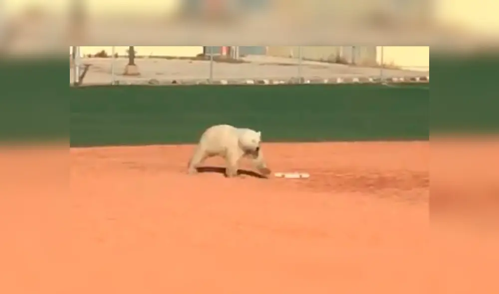 Vía Facebook. El oso llegó hasta el centro de la ciudad de Churchill, Inglaterra. Foto: captura