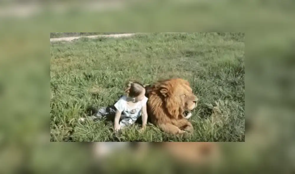YouTube viral: Niña entra a calabozo de leones y la reacción de estos deja impactados a todos [VIDEO]