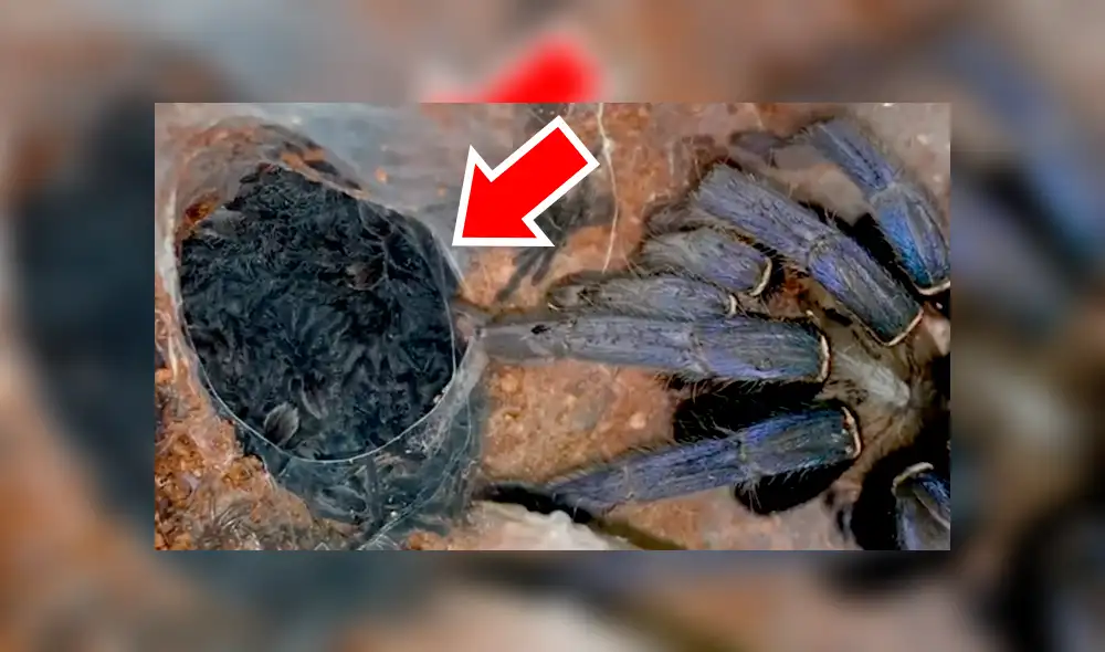 Facebook: tarántula pare a cientos de crías en casa de joven con fobia a insectos [VIDEO]