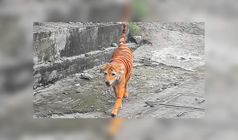 Perrito en Malasia fue pintado como si fuera un tigre por inescrupulosos hombres. Foto: Facebook Perrito en Malasia fue pintado como si fuera un tigre por inescrupulosos hombres. Foto: Facebook