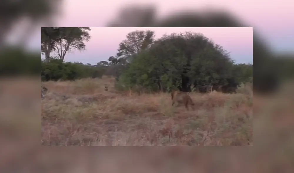 Desliza la imagen de YouTube para verlas todas. Foto: Kruger Sightings Desliza la imagen de YouTube para verlas todas. Foto: Kruger Sightings