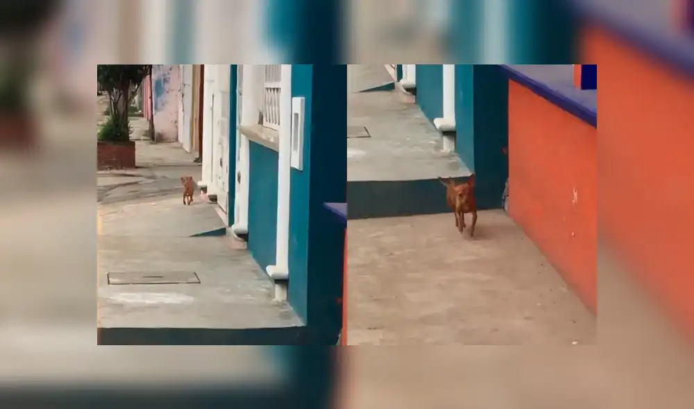 Facebook: así reaccionó un perro chihuahua cuando su dueña lo regaño por escapar [VIDEO]
