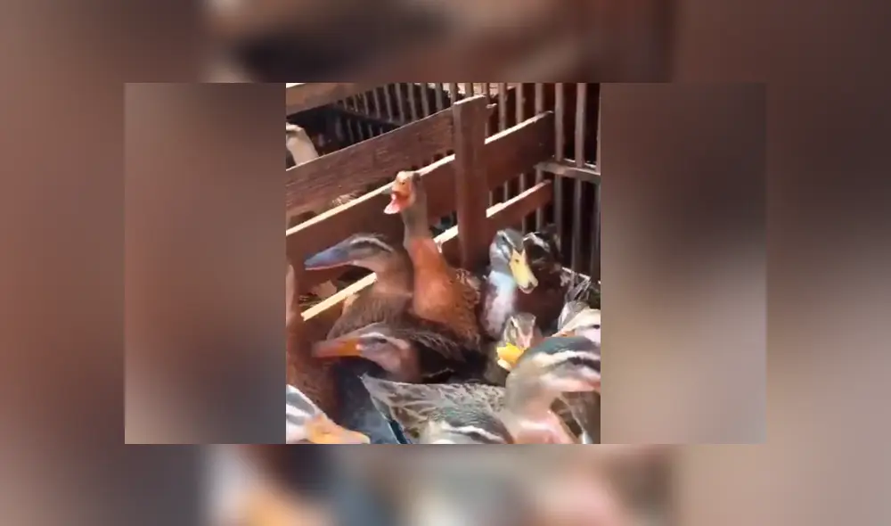 Desliza para ver los momentos más importantes del video que se hizo viral en Facebook.