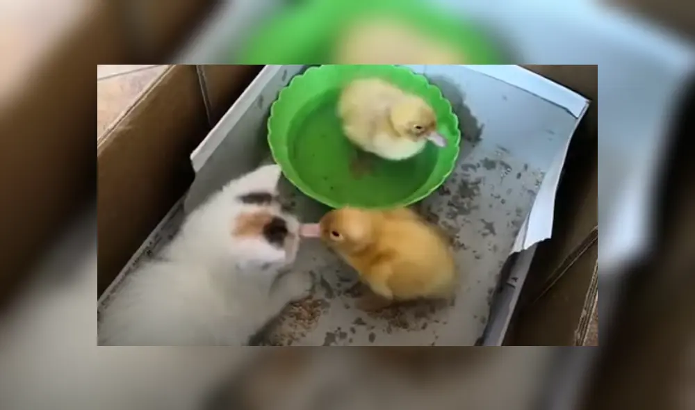 Desliza hacia izquierda para ver las imágenes del viral de YouTube. Desliza hacia izquierda para ver las imágenes del viral de YouTube.