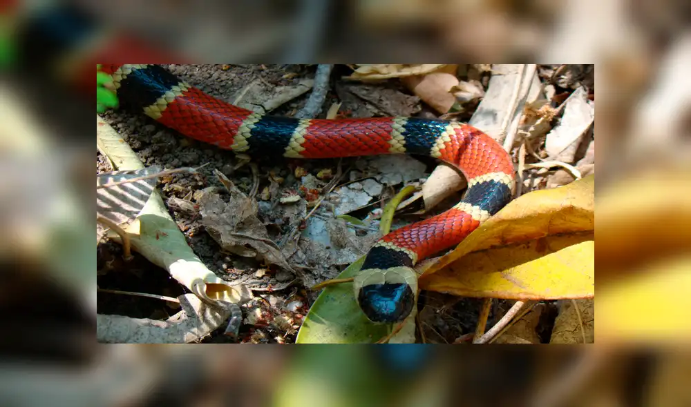 Video es viral en YouTube. El gato quedó cara a cara con la serpiente y no dudó en satisfacer su hambre con el peligroso reptil. Foto: Captura. Video es viral en YouTube. El gato quedó cara a cara con la serpiente y no dudó en satisfacer su hambre con el peligroso reptil. Foto: Captura.