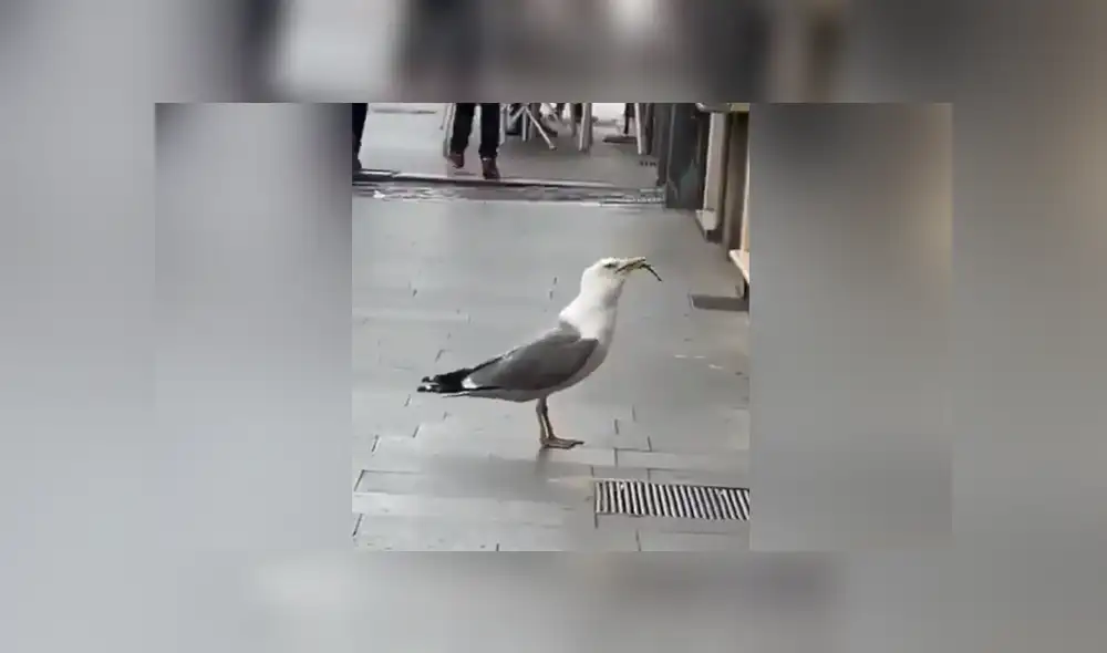 Se hizo viral una sorprendente escena en la que una gaviota devora a una rata. Foto: Facebook Se hizo viral una sorprendente escena en la que una gaviota devora a una rata. Foto: Facebook