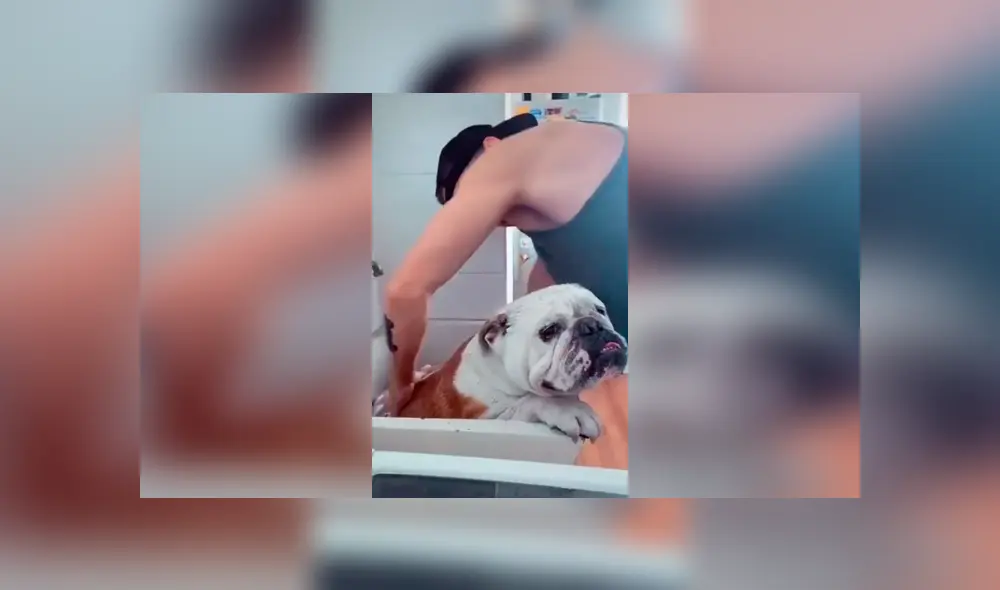 Desliza las imágenes hacia la izquierda para apreciar el comportamiento de un perro para evitar bañarse. Foto: Captura.