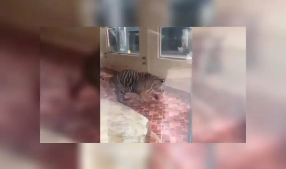 Critican a zoológico por poner a dos cerdos y un tigre juntos en una jaula [VIDEO] 