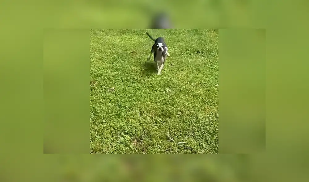 Una casa que acoge animales abandonados se encargó de cuidar a una perrita chihuahua que había sido rescatada. Foto: YouTube