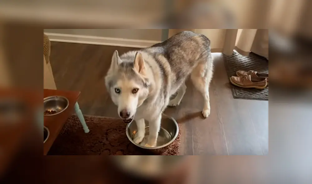 Vía Facebook. La curiosa conducta del can llamó la atención de su dueña, quien no perdió la oportunidad para grabarlo y compartirlo en redes Vía Facebook. La curiosa conducta del can llamó la atención de su dueña, quien no perdió la oportunidad para grabarlo y compartirlo en redes