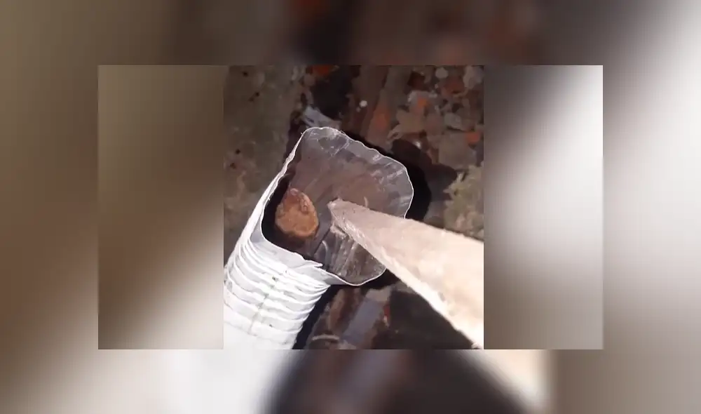 YouTube viral: escucha extraños ruidos en tubería, se asoma y descubre un extraño ‘visitante’ que genera ternura en miles YouTube viral: escucha extraños ruidos en tubería, se asoma y descubre un extraño ‘visitante’ que genera ternura en miles