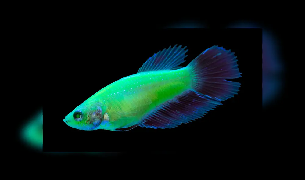Glofish. Foto: Spectrum Brands, Inc. Glofish. Foto: Spectrum Brands, Inc.
