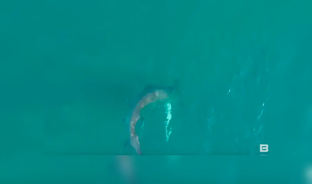 El tiburón martillo se enfrentó a un tiburón de puntas negras en las costas de Florida, Estados Unidos. Foto: BlacktipH