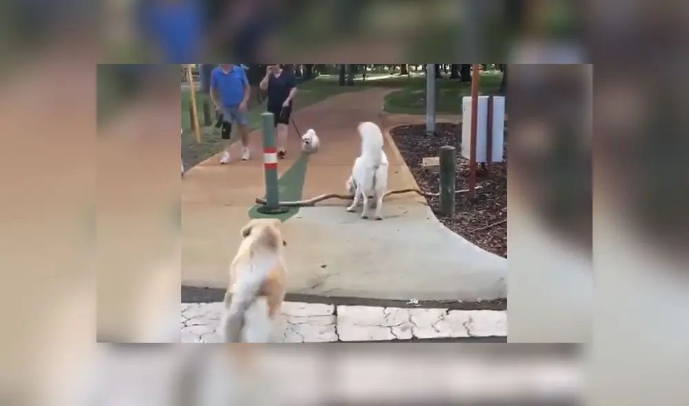 Desliza para conocer a estos dos perritos que lograron levantar una enorme rama y llevársela a su dueña. Foto: Captura