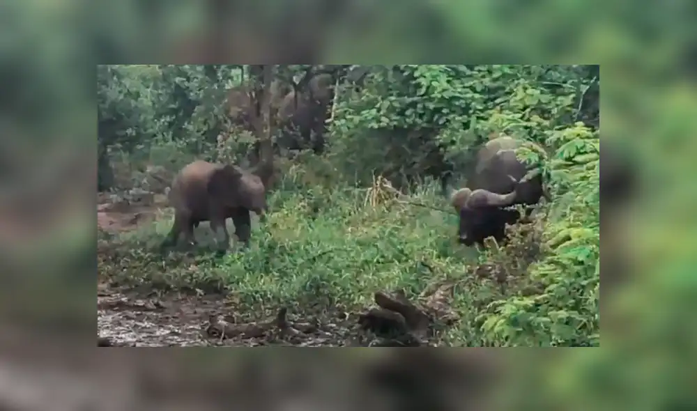 YouTube viral: elefante bebé se enfrenta a un enorme búfalo y le enseña quién es el que manda [VIDEO]