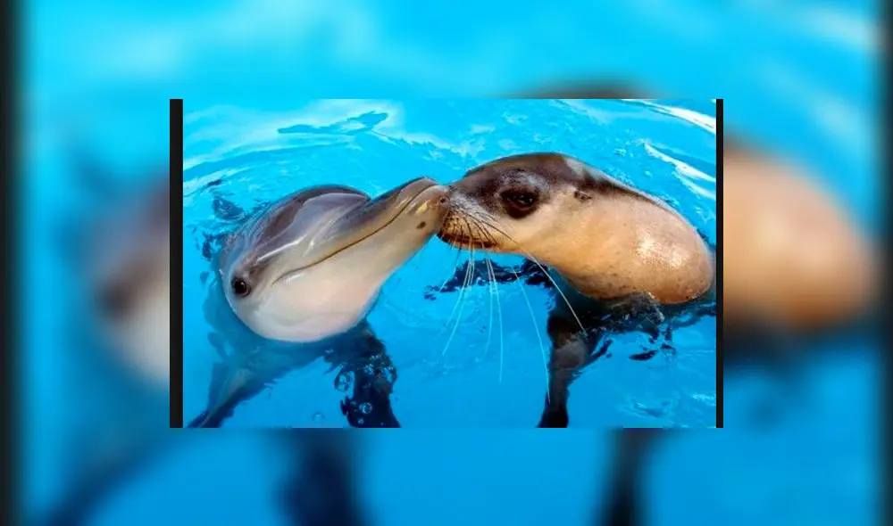 Parque de las Leyendas podría recibir delfines y focas amaestradas