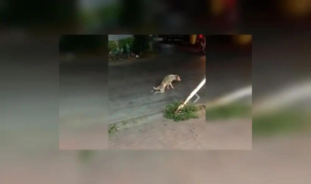 En video de Facebook perro finge ser atropellado por taxista