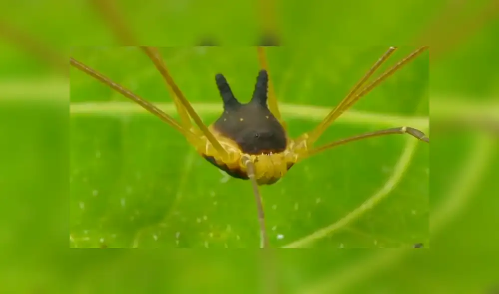El video viral de YouTube muestra a la misteriosa criatura con cara de lobo que aterra miles. El video viral de YouTube muestra a la misteriosa criatura con cara de lobo que aterra miles.