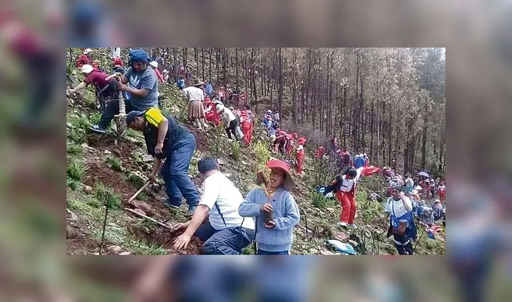 REFORESTACIÓN. Menores plantaron pinos en cerro de Chumo.