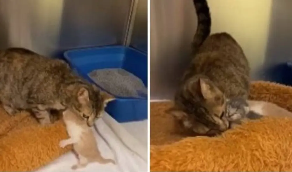 Desliza para ver el emotivo reencuentro entre los felinos. Foto: Captura/Facebook/Friends of Anne Arundel