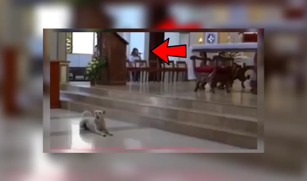 Perro se unió al ferviente canto de un coro parroquial y se robó el show frente a decenas de fieles Perro se unió al ferviente canto de un coro parroquial y se robó el show frente a decenas de fieles