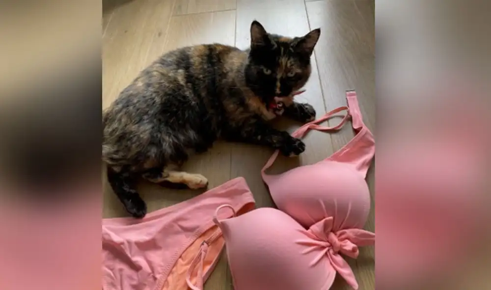 Desliza hacia la izquierda para ver más fotos de los peculiares 'tesoros' que acumula esta traviesa gatita. Foto: Facebook