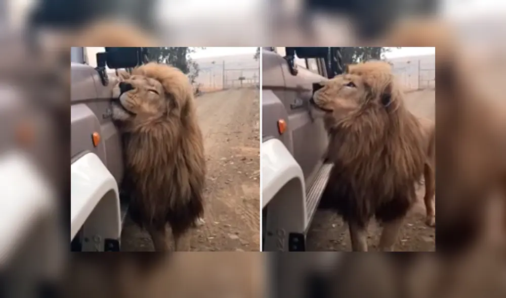 Desliza hacia la izquierda para ver la reacción que tuvo el león tras toparse con los turistas. Escena viral de YouTube. Desliza hacia la izquierda para ver la reacción que tuvo el león tras toparse con los turistas. Escena viral de YouTube.