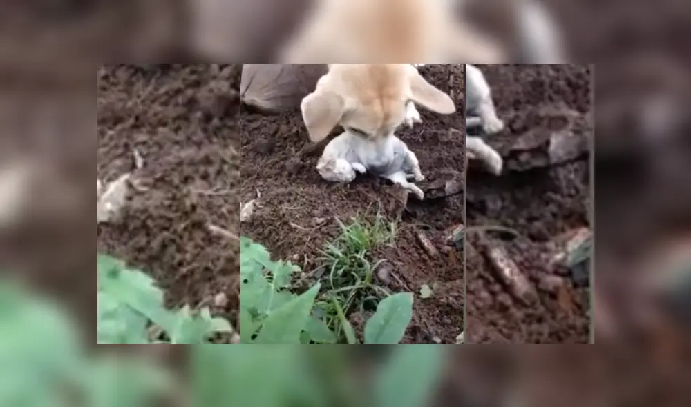 Desliza hacia la izquierda para ver más del video viral