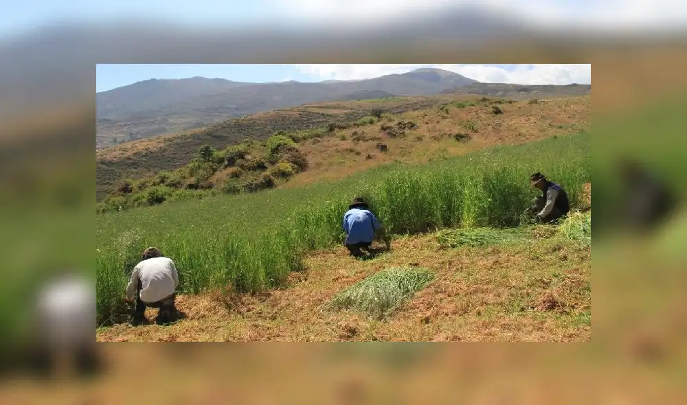 Bono Rural. Foto: Agro Rural