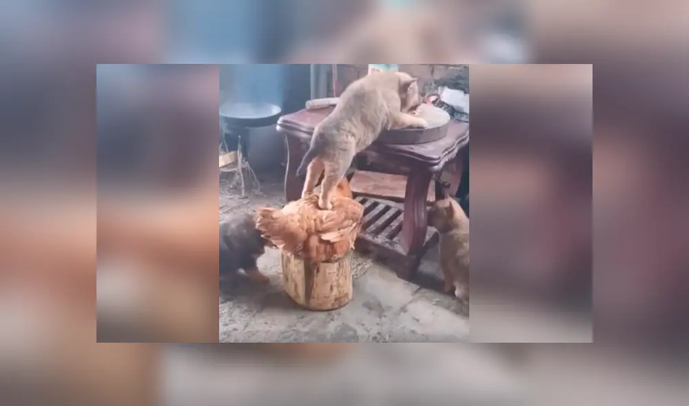 Desliza las imágenes para apreciar la terrible acción de una gallina junto a un perro para quitarle la comida su dueño.