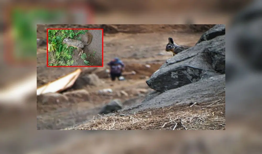 Lomas de Villa María del Triunfo son invadidas y además asesinan a las vizcachas Lomas de Villa María del Triunfo son invadidas y además asesinan a las vizcachas