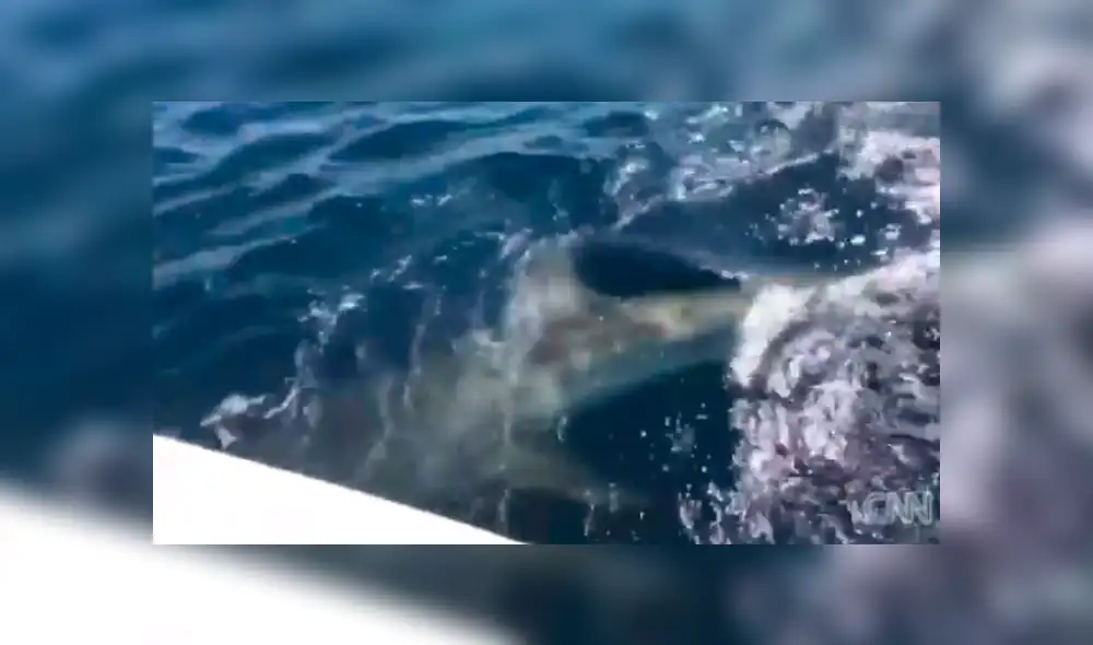 Desliza hacia la izquierda para ver el encuentro que tuvieron los pescadores con el tiburón, escena que es viral en YouTube. Desliza hacia la izquierda para ver el encuentro que tuvieron los pescadores con el tiburón, escena que es viral en YouTube.