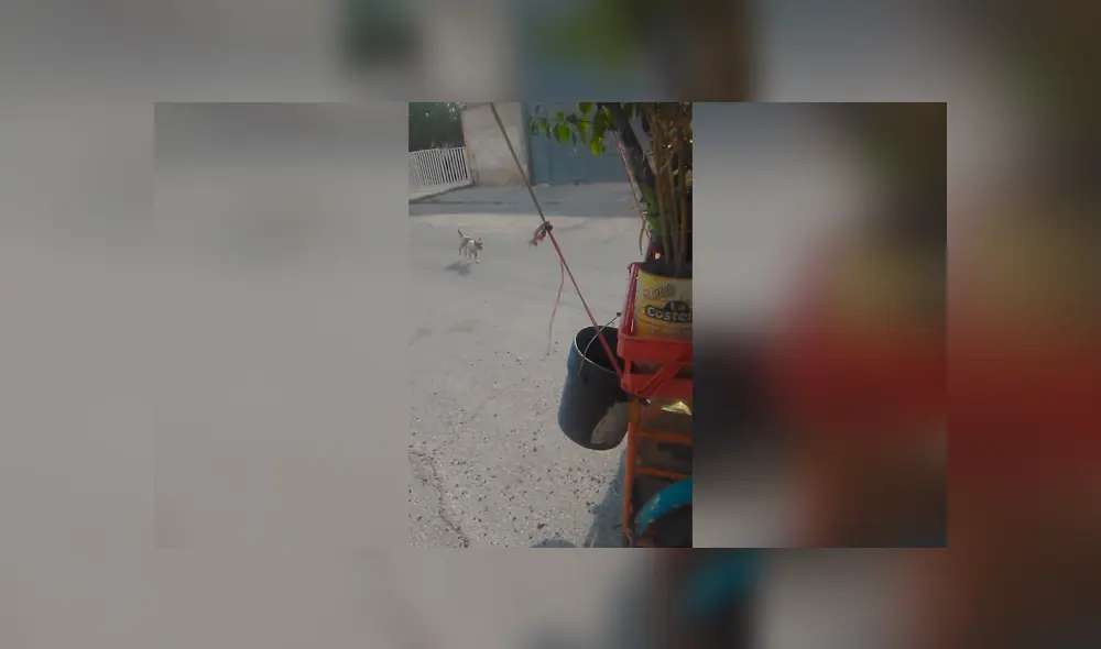 Desliza las imágenes para apreciar el tierno comportamiento de un perro para estar con su dueño en el trabajo. Fotocaptura: Facebook.