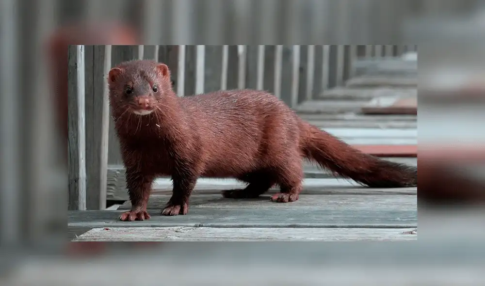 Aplican eutanasia a casi 4 000 visones para controlar reproducción de especies