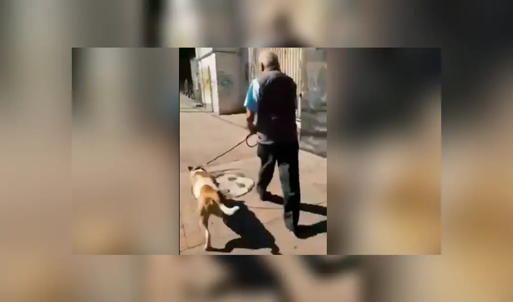 Gran indignación ha causado el video viral en que se ve a un anciano caminando con su perro y este a la vez cargando el cadáver de un felino en México. Gran indignación ha causado el video viral en que se ve a un anciano caminando con su perro y este a la vez cargando el cadáver de un felino en México.