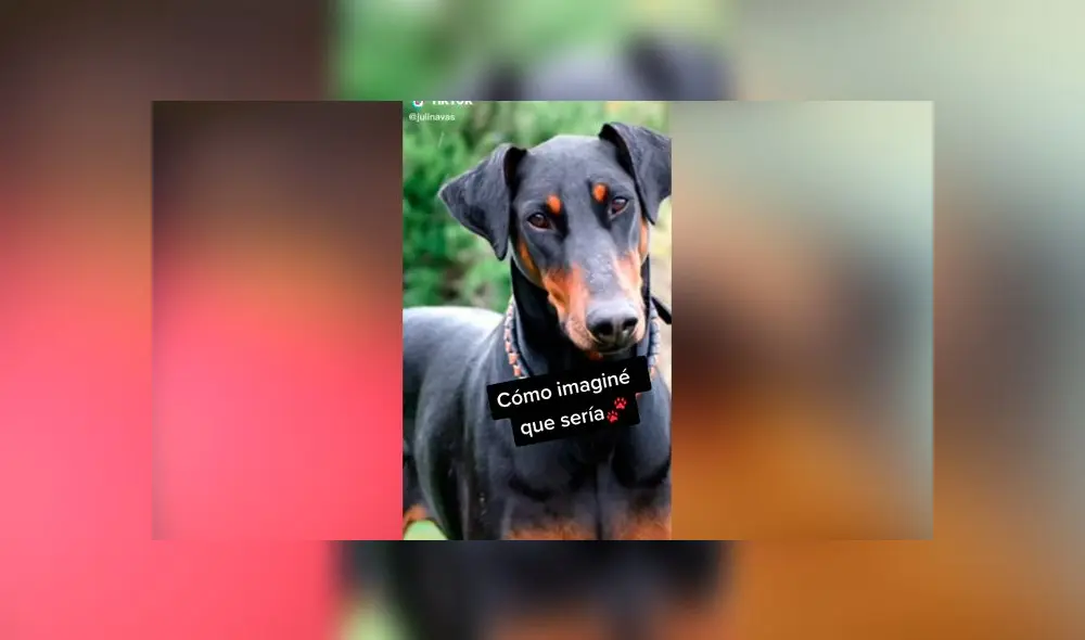 Desliza las imágenes para descubrir qué pasó realmente con este presunto perro de raza doberman. Foto: Juli Navas/Tiktok Desliza las imágenes para descubrir qué pasó realmente con este presunto perro de raza doberman. Foto: Juli Navas/Tiktok