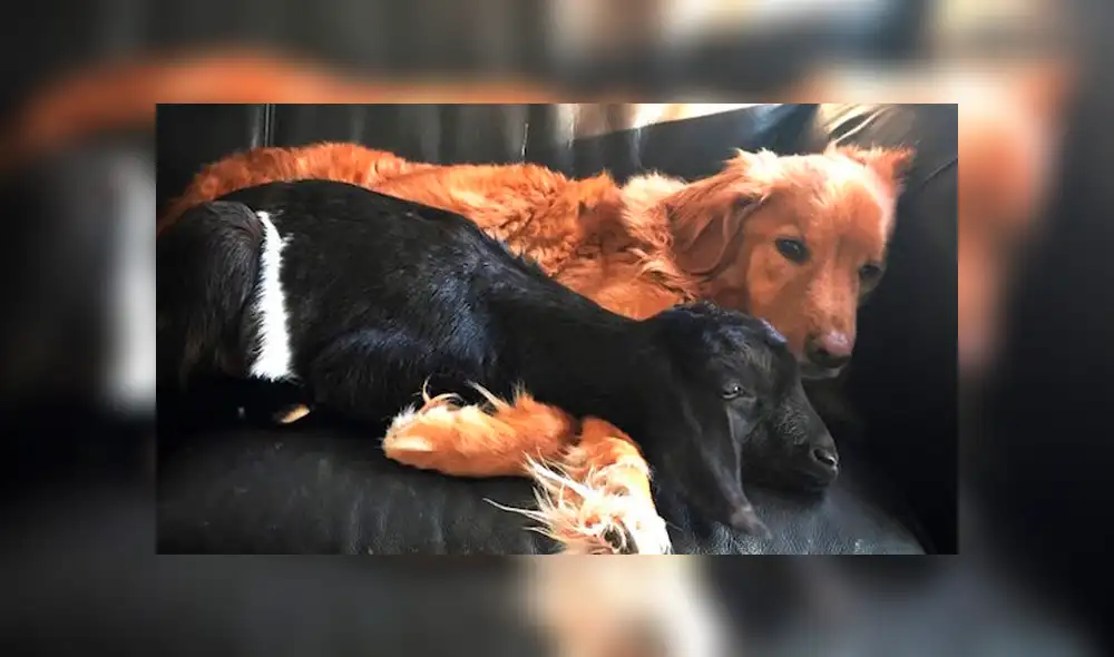 Dottie y drake son buenos amigos (Foto: santuario Cabra Negra) Dottie y drake son buenos amigos (Foto: santuario Cabra Negra)