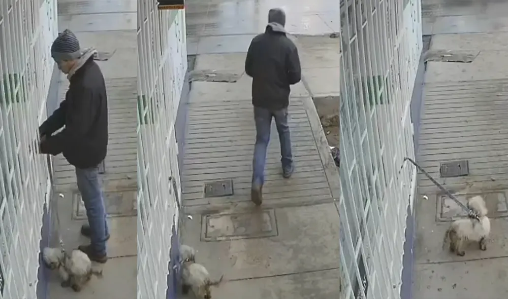 Mascota es atendido dentro de Veterinaria. Esperan su pronta adopción. Foto: Captura.