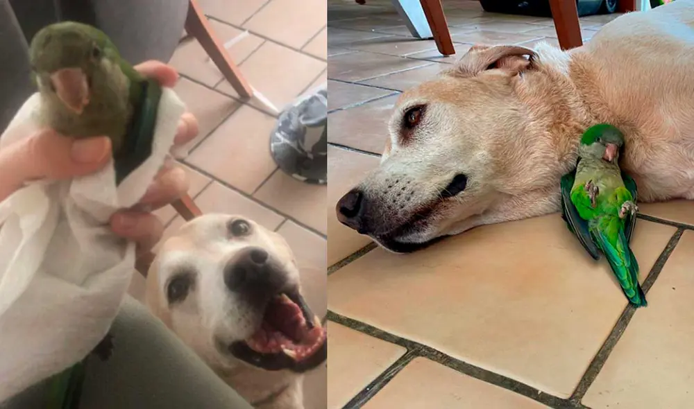 Desliza las imágenes para ver algunas escenas de esta simpática pareja de animales que ahora son inseparables. Foto: captura de Twitter/Verónica Mangú Dávila Ellis