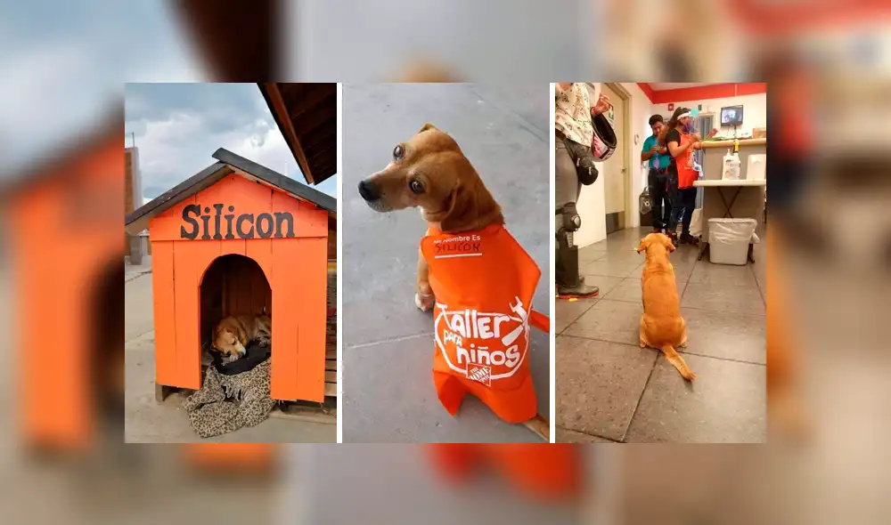 Desliza las imágenes hacia la izquierda para conocer la tierna historia de un perro bautizado como Silicon. Foto: Elemental Oaxaca. Desliza las imágenes hacia la izquierda para conocer la tierna historia de un perro bautizado como Silicon. Foto: Elemental Oaxaca.