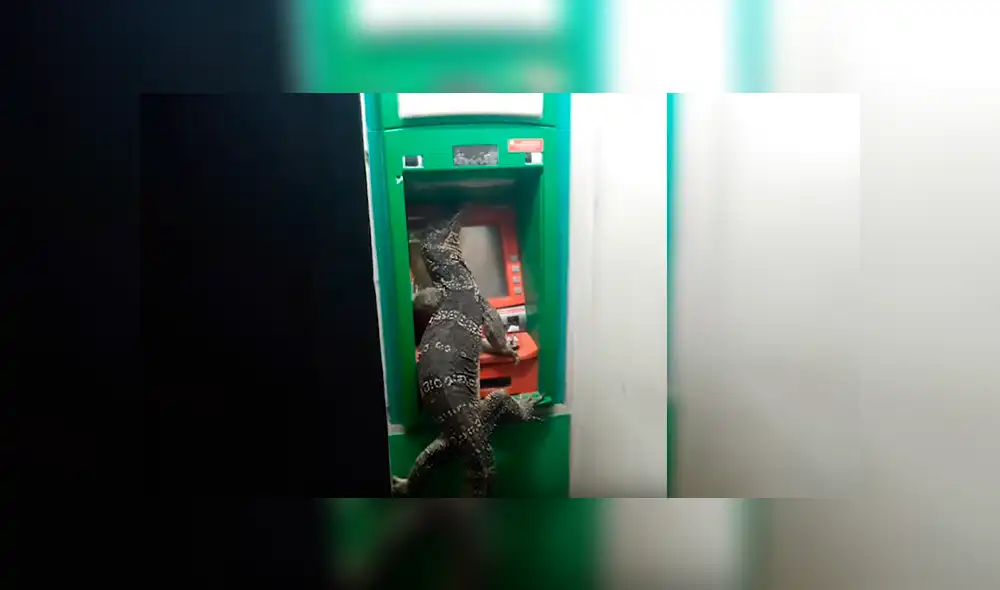 Video viral de YouTube muestra el perturbador momento que pasaron los usuarios de un cajero automático tras encontrar a un enorme lagarto Video viral de YouTube muestra el perturbador momento que pasaron los usuarios de un cajero automático tras encontrar a un enorme lagarto