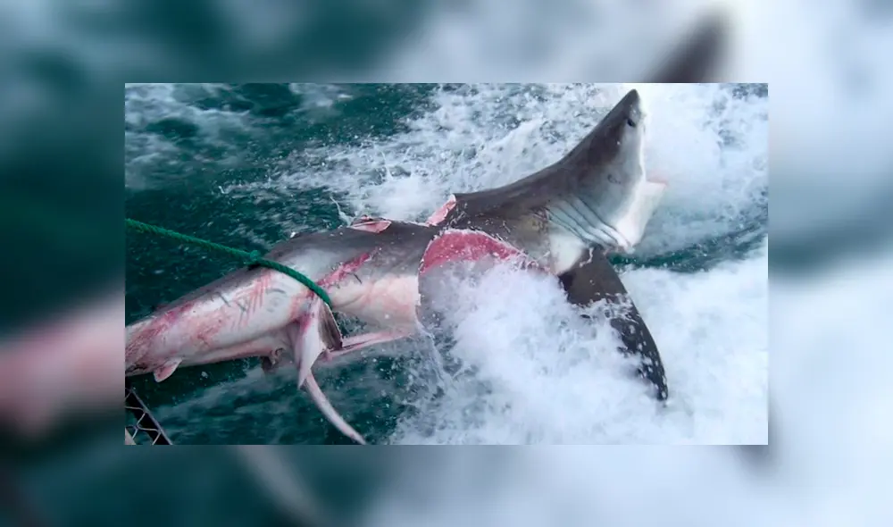 Un video muestra como dos tiburones protagonizan un insólito acto de canibalismo. Un video muestra como dos tiburones protagonizan un insólito acto de canibalismo.