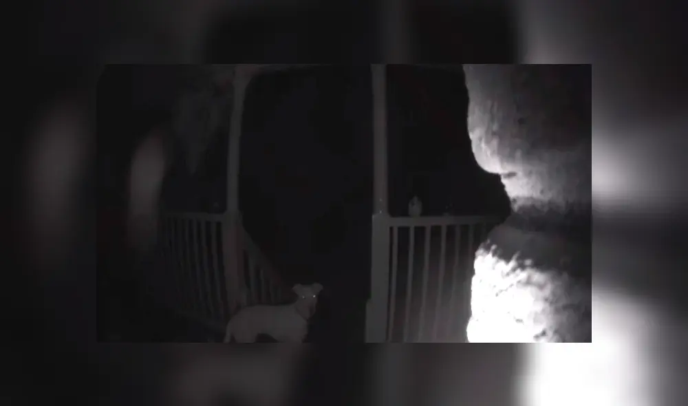 Perro se volvió famoso gracias a video viral de YouTube. Foto: Captura.