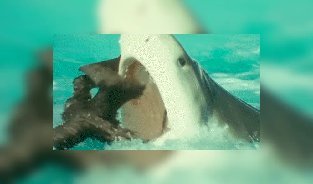 YouTube viral: Ave protagonizó lucha a muerte con feroz tiburón que intentó devorarlo [VIDEO] 