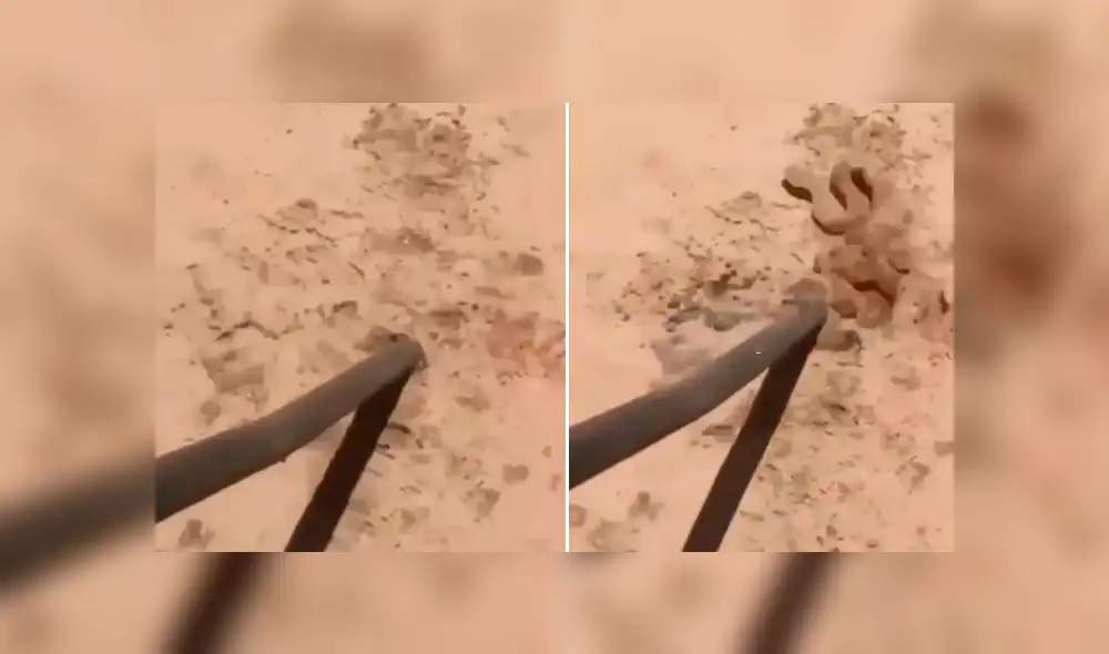 En Facebook se volvió viral la extraña aparición que hizo una peligrosa serpiente para atacar a un joven.